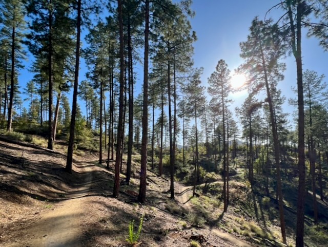 Across the Lines of Straighter Darker&nbsp;Trees